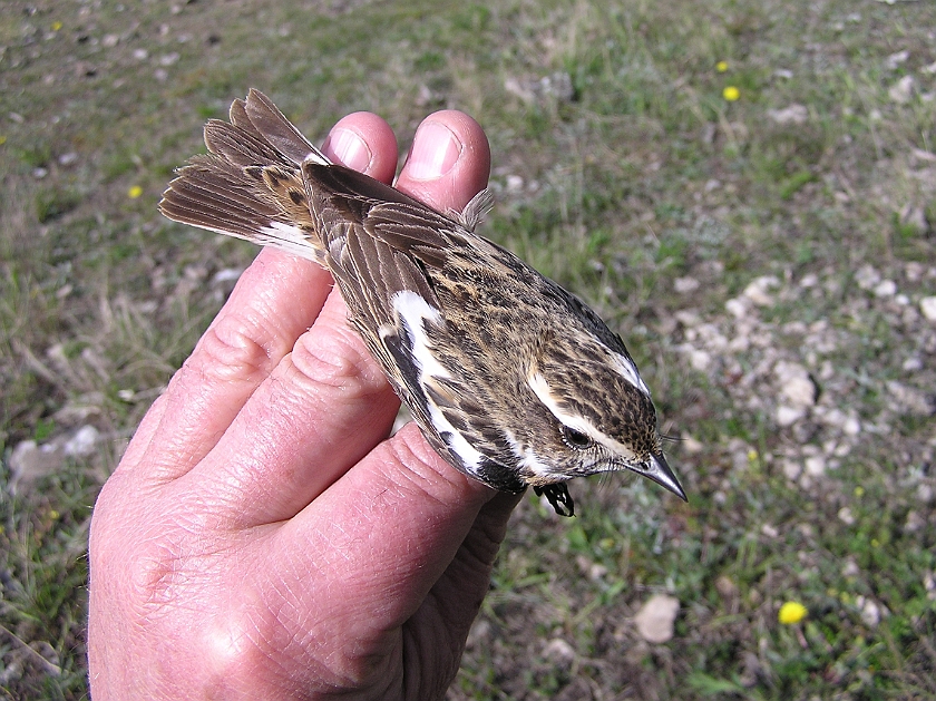 Whinchat, Sundre 20080502